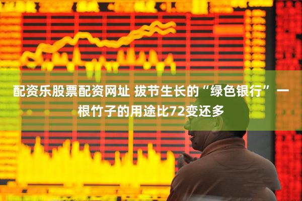 配资乐股票配资网址 拔节生长的“绿色银行” 一根竹子的用途比72变还多